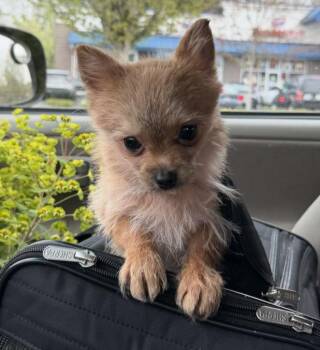Pomeranian and Yorkshire Terrier Dogs Available for Adoption in Puyallup, Washington - Pippa | PetCurious