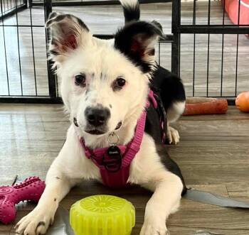 Terrier Dogs Available for Adoption in Sunderland, Maryland - Wepa | PetCurious