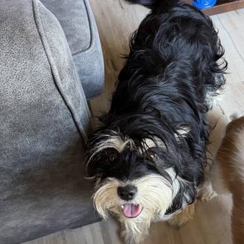 Olive -  Terrier Dog Available for Adoption in Cashmere, Washington - Olive | PetCurious