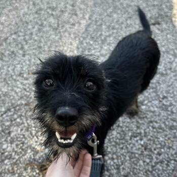 Mixed Breed Dogs Available for Adoption in Edwardsville, Illinois - Mickey | PetCurious