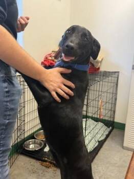 Rescue Bluetick Coonhound Dogs for Adoption in Springfield, Missouri - Harley | PetCurious