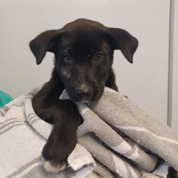 Labrador Retriever Dogs Available for Adoption - Xit | PetCurious