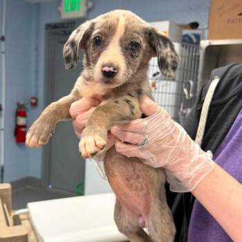 Divorce Daiquiri -  Mixed Breed Dog for Adoption in Fredericksburg, Virginia - Divorce Daiquiri | PetCurious
