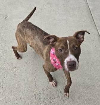 Peaches -  Pit Bull Terrier Dog for Adoption in Bucyrus, Ohio - Peaches | PetCurious