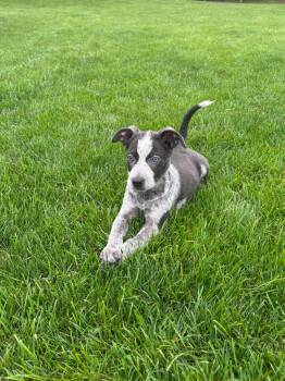 Gus the Blue Heeler puppy -  Australian Cattle Dog Blue Heeler Dog for Adoption in Muskego, Wisconsin - Gus The Blue Heeler Puppy | PetCurious
