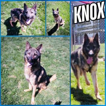 German Shepherd Dog Dogs Available for Adoption in Franklin, Indiana - Knox | PetCurious