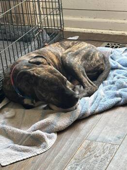Penny -  Terrier Dog for Adoption in Hinckley, Illinois - Penny | PetCurious