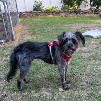 Benny -  Schnauzer and Terrier Dog for Adoption in Wake Forest, North Carolina - Benny | PetCurious