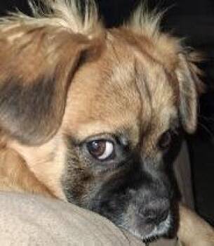 French Bulldog and Shih Tzu Dogs Available for Adoption - Scottie | PetCurious