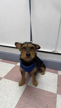 Milo -  Dachshund and Yorkshire Terrier Dog for Adoption in Ontario, California - Milo | PetCurious