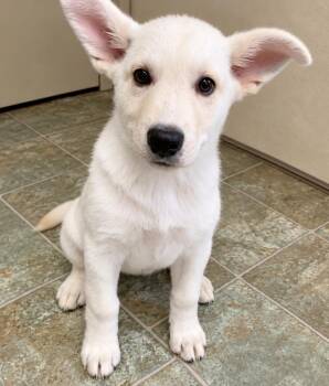 NUTMEG -  Mixed Breed Dog for Adoption in High Level, Alberta - NUTMEG | PetCurious