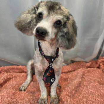 Miniature Poodle Dogs Available for Adoption in Foley, Alabama - Loki | PetCurious