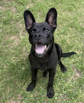 Pierre -  Mixed Breed Dog for Adoption in Bethel, Vermont - Pierre | PetCurious