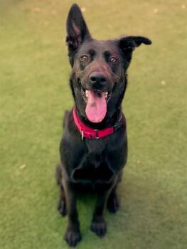 IZZY -  German Shepherd Dog Dog for Adoption in Sacramento, California - IZZY | PetCurious