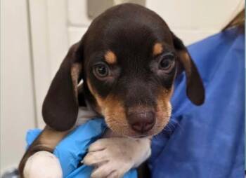 Lyra -  Mixed Breed Dog for Adoption in Watertown, Wisconsin - Lyra | PetCurious