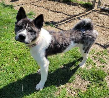 Willy -  Akita Dog for Adoption in Lisbon, Ohio - Willy | PetCurious