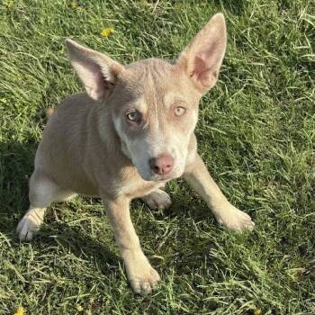 Husky Dogs Available for Adoption in South Elgin, Illinois - Rumi | PetCurious