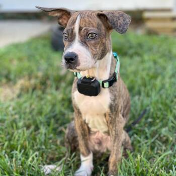 Bruno Mars -  Mixed Breed Dog for Adoption in Baldwin, Maryland - Bruno Mars | PetCurious