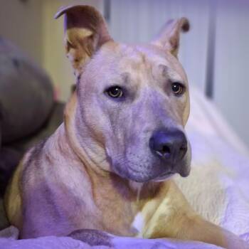 Nawla -  American Bully Dog for Adoption in Pasco, Washington - Nawla | PetCurious
