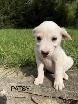 Patsy -  Great Pyrenees Dog for Adoption in Copper Hill, Virginia - Patsy | PetCurious