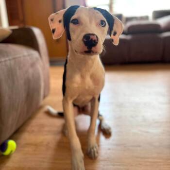 Disco -  Mixed Breed Dog for Adoption in Highland, New York - Disco | PetCurious