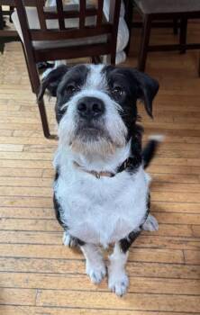 Draco -  Terrier Dog for Adoption in Winthrop, Massachusetts - Draco | PetCurious