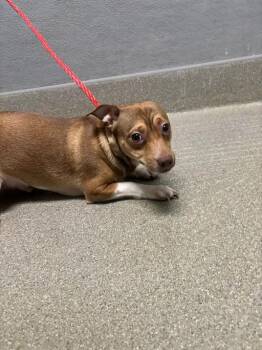 PAPAS -  Chihuahua Dog for Adoption in Las Vegas, Nevada - PAPAS | PetCurious
