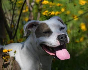 ROLO -  Pit Bull Terrier and Mixed Breed Dog for Adoption in Ocala, Florida - ROLO | PetCurious