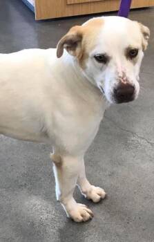 Bandit -  Great Pyrenees and Terrier Dog for Adoption in Bloomfield, Connecticut - Bandit | PetCurious