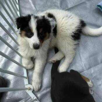 Australian Cattle Dog Blue Heeler Dogs Available for Adoption in Fredericksburg, Virginia - Parsley | PetCurious