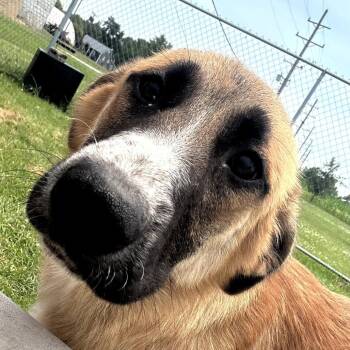 Pip -  Anatolian Shepherd and Mixed Breed Dog for Adoption in Pontiac, Illinois - Pip | PetCurious