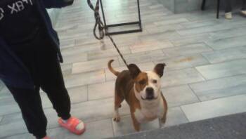 Mixed Breed Dogs Available for Adoption in Charlotte, North Carolina - ROSE | PetCurious