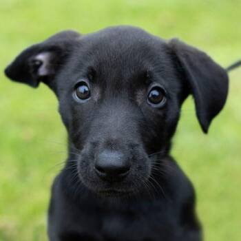 Labrador Retriever and German Shepherd Dog Dogs Available for Adoption in Dublin, California - Pheobe | PetCurious