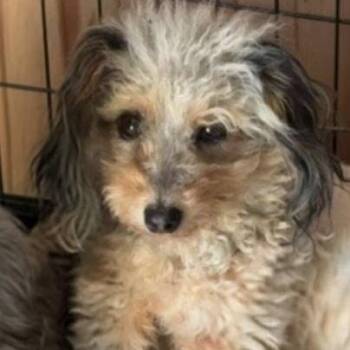 Nellie -  Miniature Poodle and Australian Shepherd Dog for Adoption in Bristol, Indiana - Nellie | PetCurious