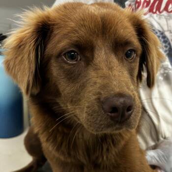 Rescue Golden Retriever and Mixed Breed Dogs for Adoption in Clarksdale, Mississippi - Coop | PetCurious
