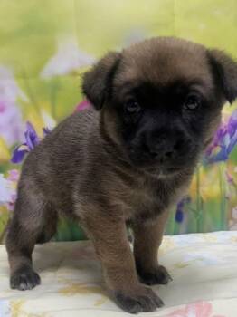 Tamara -  Shepherd and Mixed Breed Dog for Adoption in San Antonio, Texas - Tamara | PetCurious