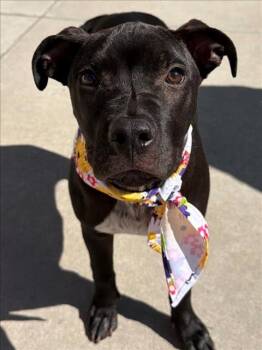 Pit Bull Terrier Dogs Available for Adoption in Tulsa, Oklahoma - ROBERTO | PetCurious