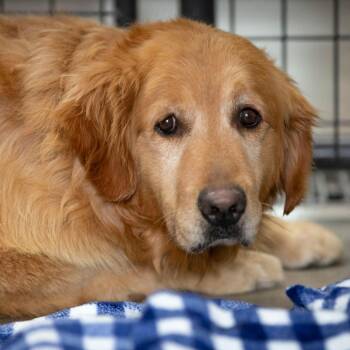 Fletcher (MY26-91) -  Golden Retriever Dog for Adoption in Peyton, Colorado - Fletcher (MY26-91) | PetCurious