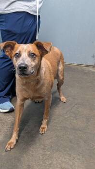 Pete -  Cattle Dog Dog for Adoption in Evansville, Indiana - Pete | PetCurious