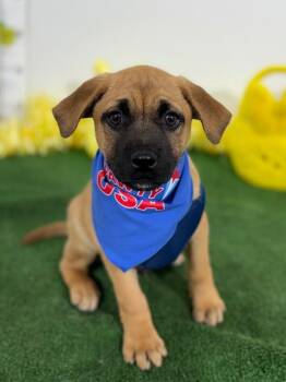 Labrador Retriever and Black Mouth Cur Dogs Available for Adoption in Carlsbad, California - Pepperoni | PetCurious