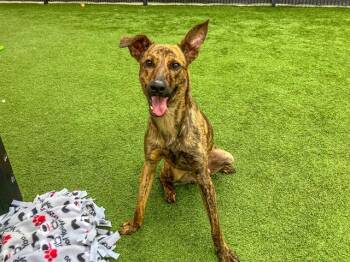 Dutch Shepherd and Mixed Breed Dogs Available for Adoption in Tustin, California - ELTON | PetCurious