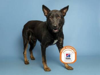 BRONCO -  German Shepherd Dog and Mixed Breed Dog for Adoption in Phoenix, Arizona - BRONCO | PetCurious