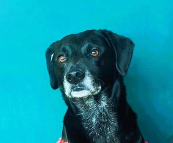 Charlie -  Mixed Breed Dog for Adoption in Alexandria, Virginia - Charlie | PetCurious