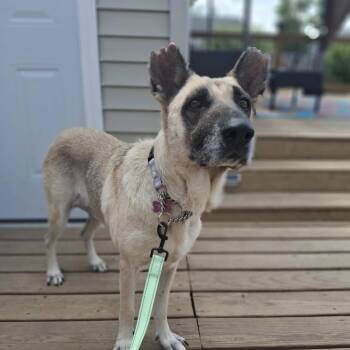 Rescue German Shepherd Dog and Belgian Shepherd Malinois Dogs for Adoption in Livingston, Texas - Hope | PetCurious