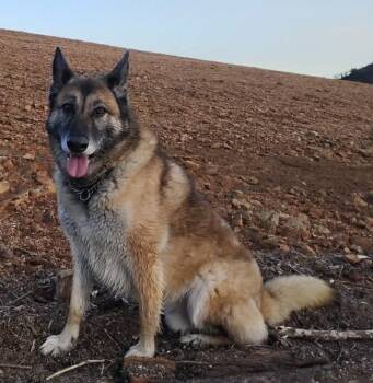 German Shepherd Dog and Belgian Shepherd Malinois Dogs Available for Adoption - Rusty  | PetCurious