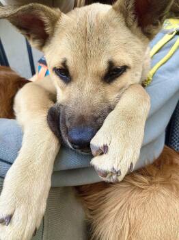 Shepherd Dogs Available for Adoption - Ginny Weasley | PetCurious