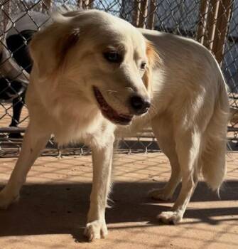 Bunny -  Australian Shepherd and Dachshund Dog for Adoption in Thompson Falls, Montana - Bunny | PetCurious