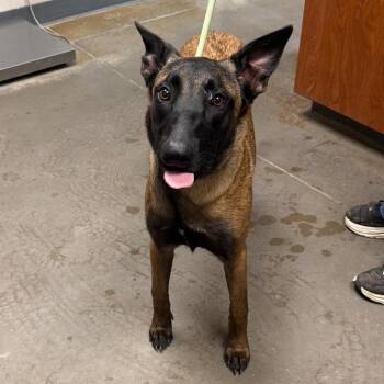 Vida -  Belgian Shepherd Malinois Dog for Adoption in Yuma, Arizona - Vida | PetCurious