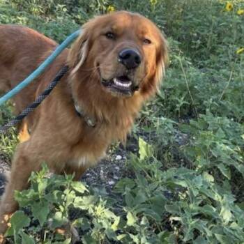 Labrador Retriever Dogs Available for Adoption in Crofton, Maryland - Golden Boy | PetCurious