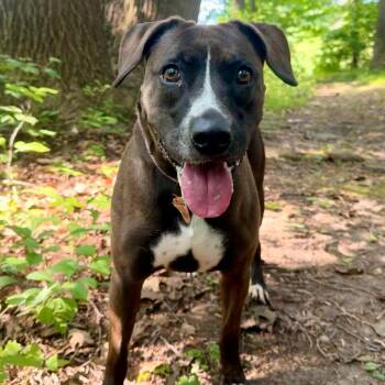 Raven -  Pit Bull Terrier Dog for Adoption in Chester Springs, Pennsylvania - Raven | PetCurious